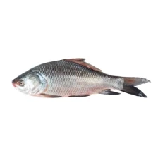 KATOL FISH (3.5-4.999) KG/PC