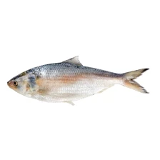 Hilsha Fish 700 Gm+