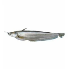 Boal Fish (1.2-2.999) Kg/Pc